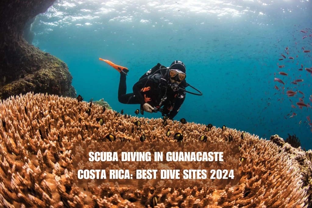 Scuba Diving in Guanacaste Costa Rica Best Info 2024 UlmoDiving