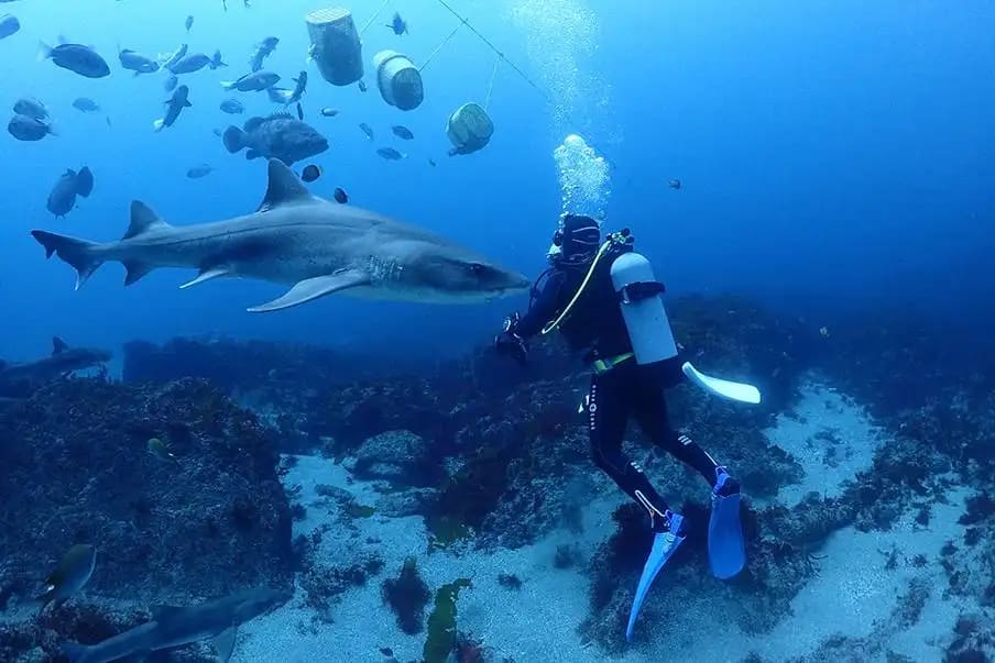 Exploring the 5 Best Scuba Diving in Japan 2023 2 The Best Diving Season in Japan