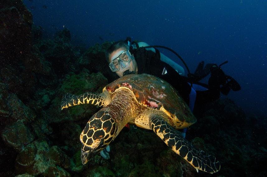 4 Best Aggressor Liveaboards in 2024: Dive into Paradise 20 5 3
