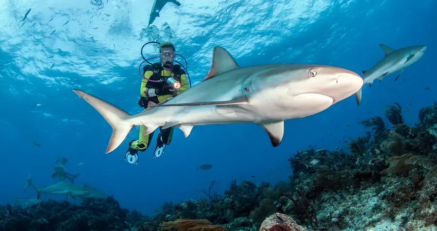 Scuba Diving with Sharks: An Unforgettable Underwater Adventure 5 Australia – The Great Barrier Reef