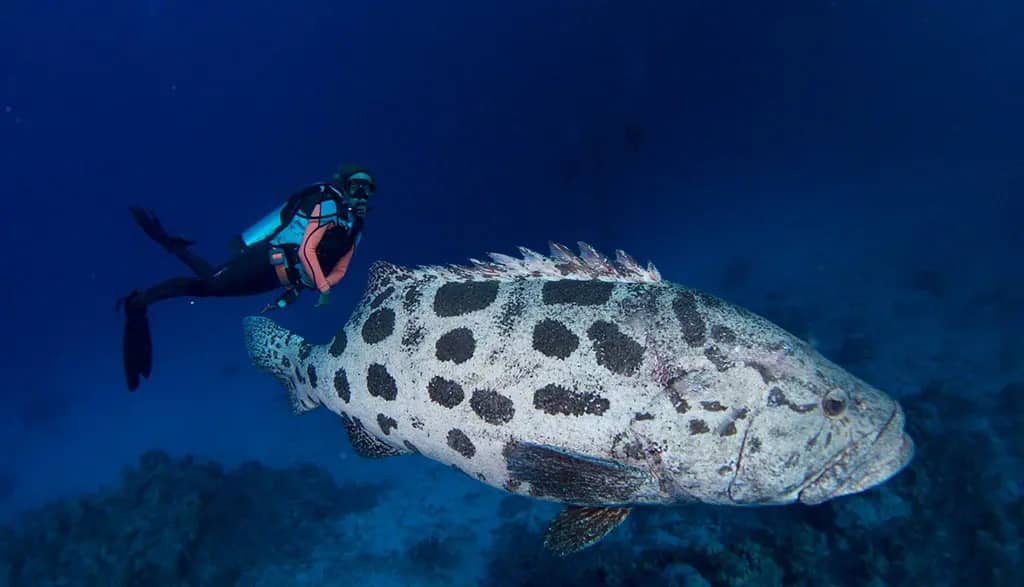 Great Barrier Reef: The 6 Best Dive Sites in Australia's 2024 4 Cod Hole