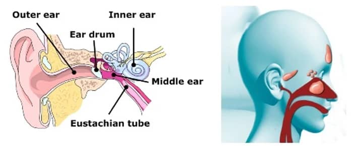 How to Equalize Ears Freediving: A Comprehensive Guide 2 How to Equalize Ears Freediving