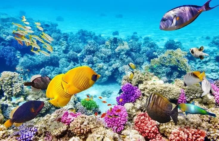 Great Barrier Reef: The 6 Best Dive Sites in Australia's 2024 6 Lizard Island