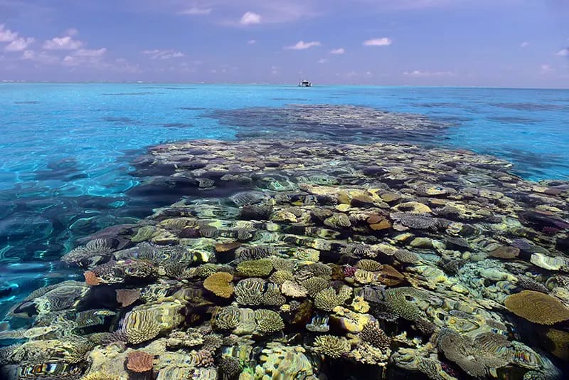 Great Barrier Reef: The 6 Best Dive Sites in Australia's 2024 2 Osprey Reef